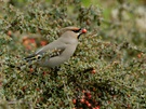 Seidenschwanz im Cotoneaster ND