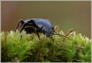 Hainlaufkaefer (Carabus sp.)