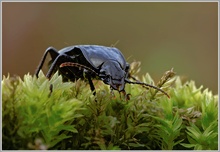 Hainlaufkaefer (Carabus sp.)