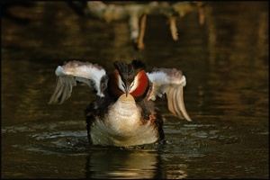 Haubentaucher --Podiceps cristatus--