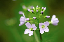 Wiesenschaumkraut ND