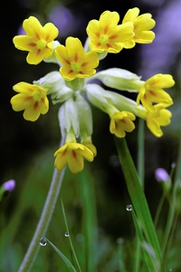 Schlüsselblume ND