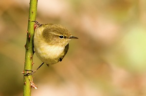 Phylloscopus collybita ND