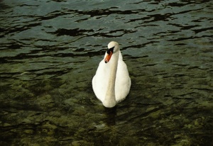 Der Schwan