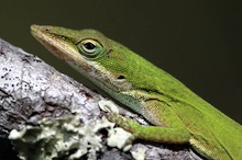 Rotkehl-Anolis (ND)