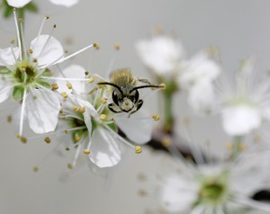 Biene zwischen Kirschblüten ND