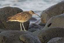 Regenbrachvogel ND