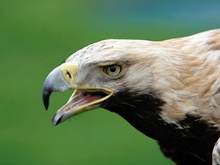 Seeadler ZO