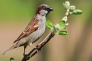 KD EBV Haussperling (Passer domesticus)
