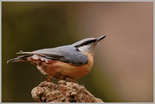 Kleiber (Sitta europaea)