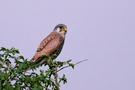 Turmfalke ND