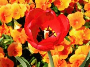 Rote Tulpe ND