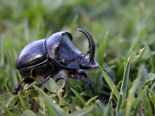 Mondhornkäfer (Copris lunaris), Männchen - ND