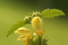 Gold Taubnessel ( Lamiastrum galeobdolon)