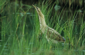 Rohrdommel Sommer 2005