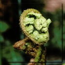 Alien Plant [ND]