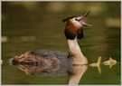 Haubentaucher (Podiceps cristatus)