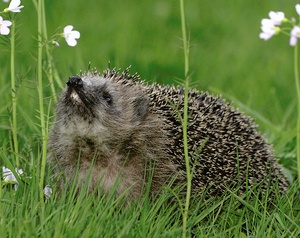 Igel KD