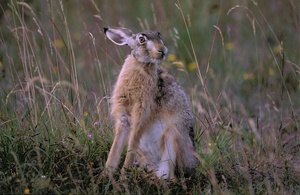 Hase Sommer 2005