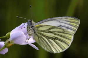 Grünader Weißling ND