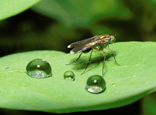 Fliege mit großen Kugeln