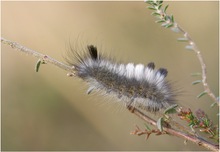 Ginsterstreckfuß (Dicallomera fascelina L.) ND