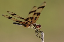 Halloween Pennant (ND)