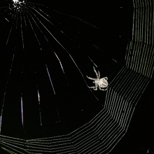 ND; Nachtschicht im Garten