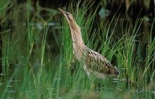 Rohrdommel bearbeitet