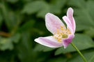 Buschwindröschen (anemone nemorosa), ND