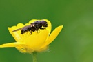 Fliege ND