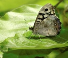 Schmetterling ND