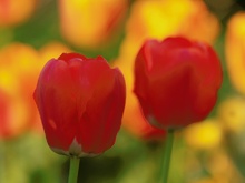 Tulpe in Rot