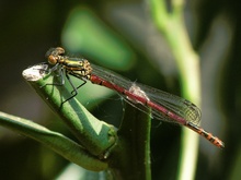 Libelle am Sonntag