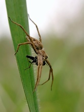 Listspinne (Pisaura mirabilis) - ND