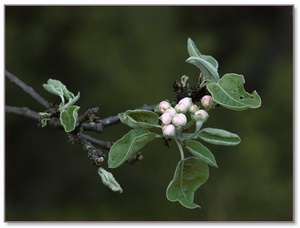 Birnbaum in Blüte, EBV