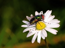 Fliege an Gänseblümchen