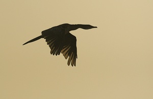 Weißbrustkormoran ND