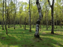 Birken im Frühjahr