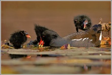 Teichhuhn (Gallinula chloropus)