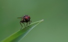 ND: lonely fly