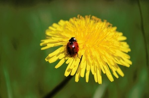 Marienkäfer auf Löwenzahn ND