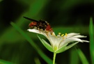 Einhornfliege auf Blüte