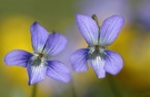 Rauhes Veilchen ( Viola hirta) ?