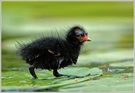 Teichhuhn (Gallinula chloropus)