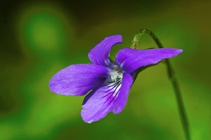 Waldveilchen (Viola reichenbachiana) [EBV RAW entwicklung]