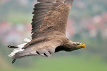 Seeadler