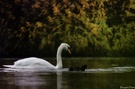 Der gewöhnliche Schwan