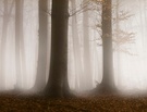 ~Novemberwald~