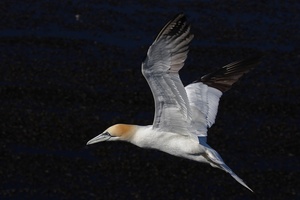Flugschau